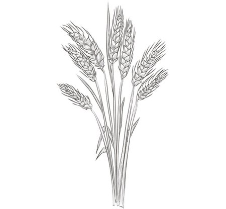 Пшеница контурный рисунок (31 фото)