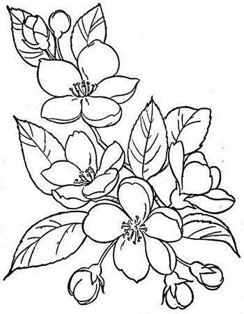 Дерево раскраска