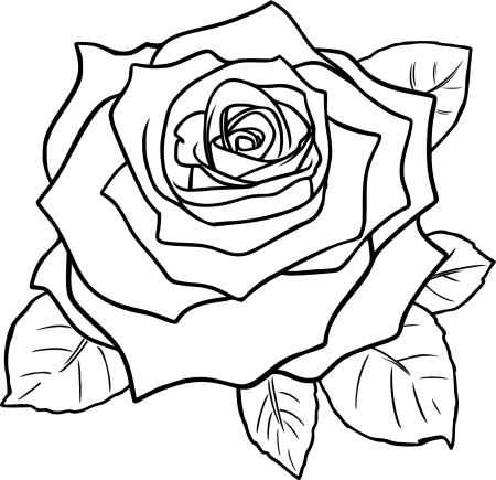 Цветы Графика