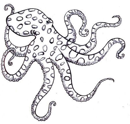 Шаблоны морских обитателей