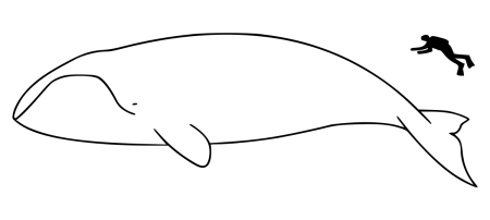 Гренландский кит раскраска