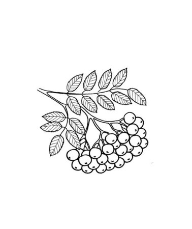 Рябина рисунок