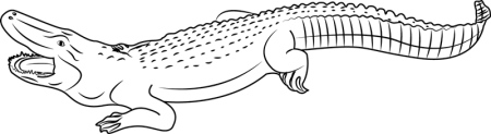 Alligator Coloring