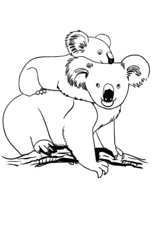 Коала. Раскраска