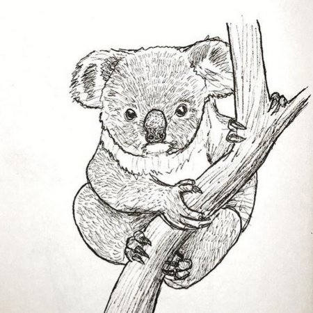 Коала раскраска для детей