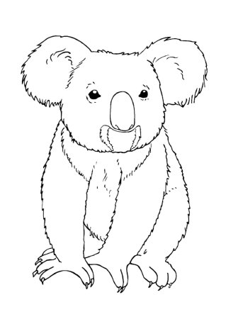 Коала контур