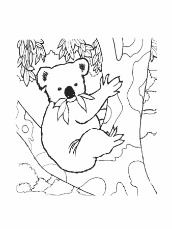 Коала контур