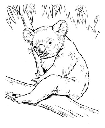 Коала контур