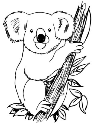 Коала. Раскраска