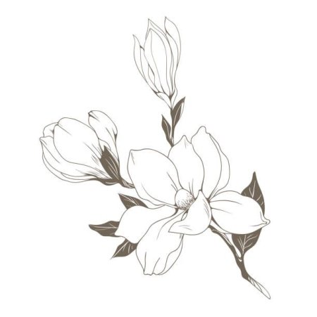 Магнолия рисунок Графика