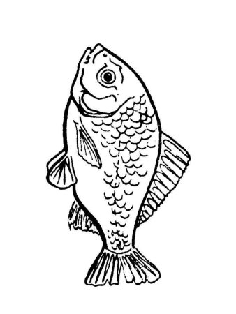 Карась раскраска