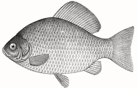 Рыба карась