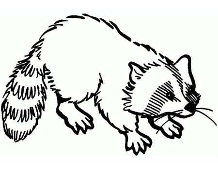 Енот раскраска