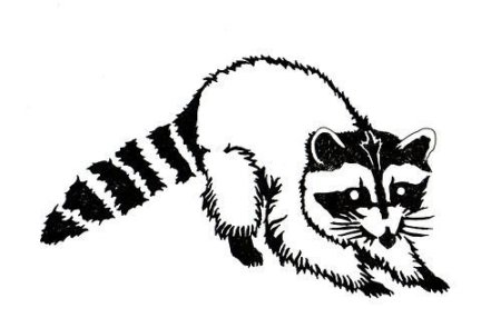 Енот для рисования чб
