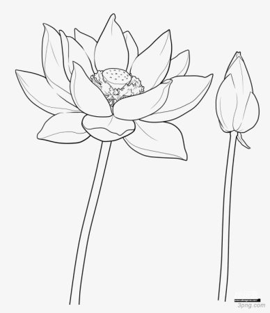 Лотос нарисовать