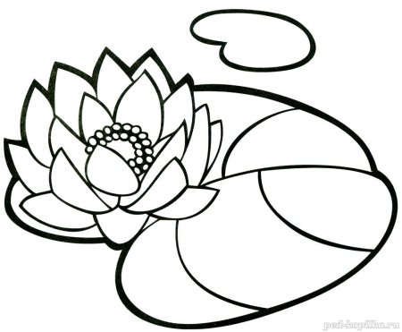 Кувшинка белая водяная Лилия раскраска