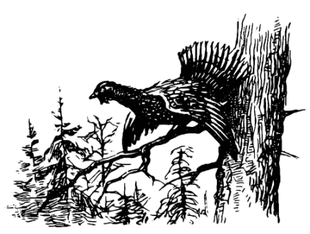 Силуэт глухаря