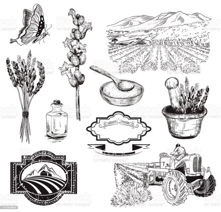 Прованские травы Графика