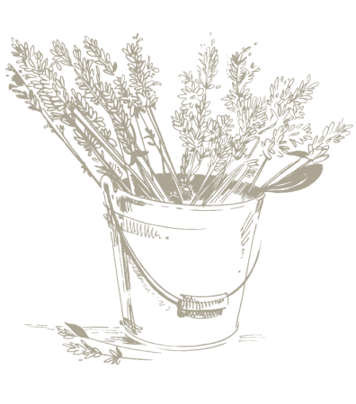 Лаванда в графическом стиле