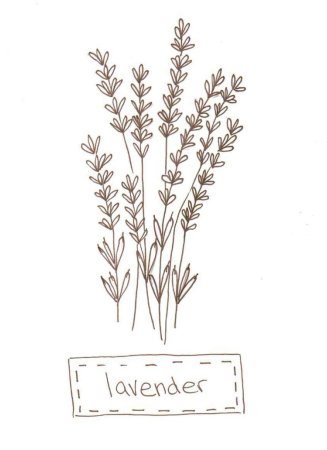 Лаванда рисунок для детей
