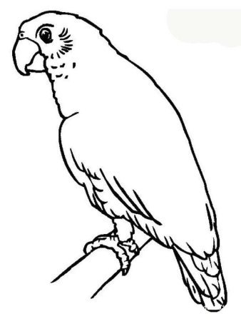 Контурные рисунки с попугаями (44 фото)