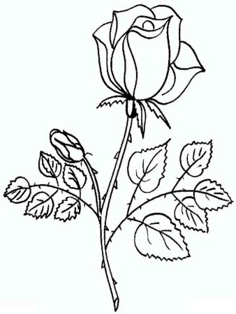Роза раскраска