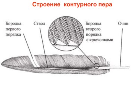 Схема строения контурного пера птицы