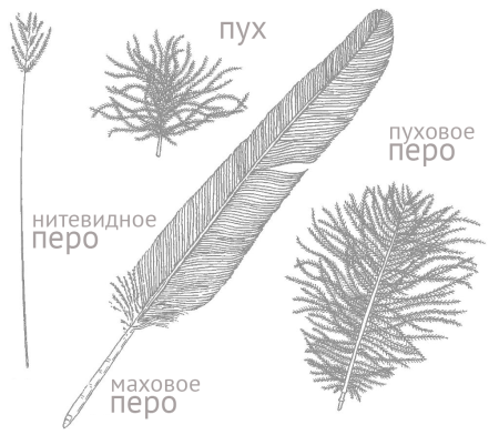 Пуховое перо птицы строение