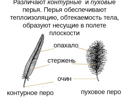 Пуховое перо птицы строение