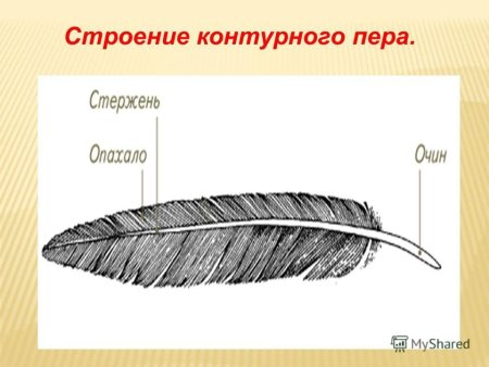 Строение контурного пера птицы рисунок