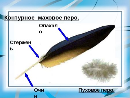 Контурное перо