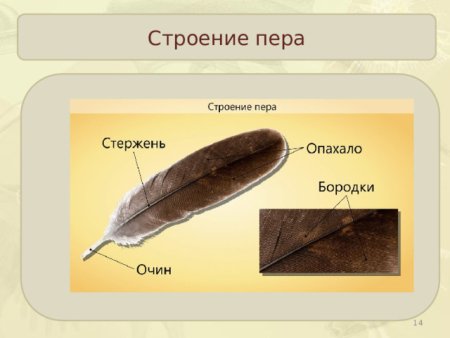 Строение пера птицы рисунок