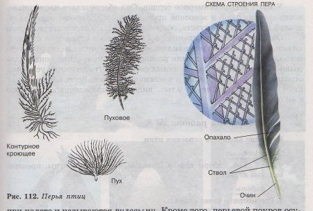 Строение опахало у птиц