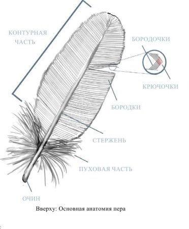 Контурное перо голубя строение