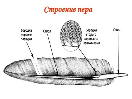 Перо птицы строение