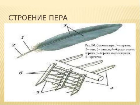Маховое перо птицы строение
