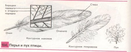 Пуховое перо голубя строение