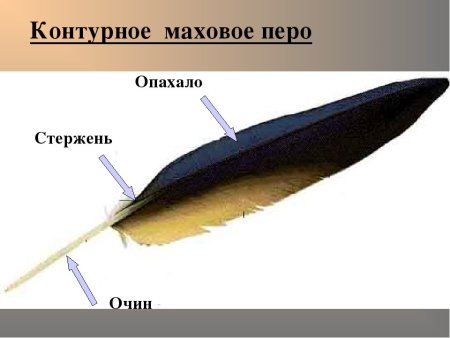 Строение пуховое перо пера