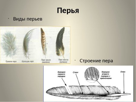 Строение махового пера у птиц