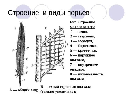 Строение контурного пера птицы биология 7 класс