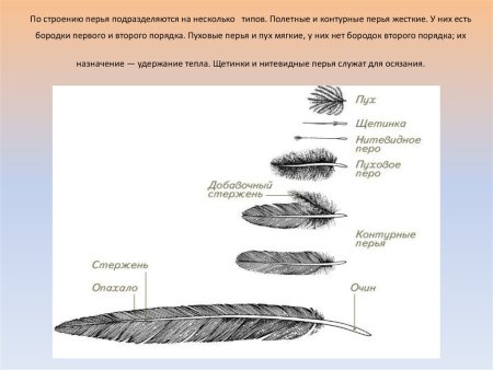 Пуховое перо птицы строение