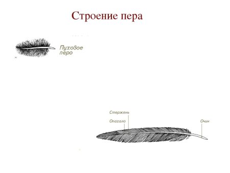 Строение опахала пера птицы