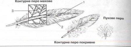 Схема строения пера птицы