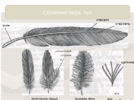 Перо строение