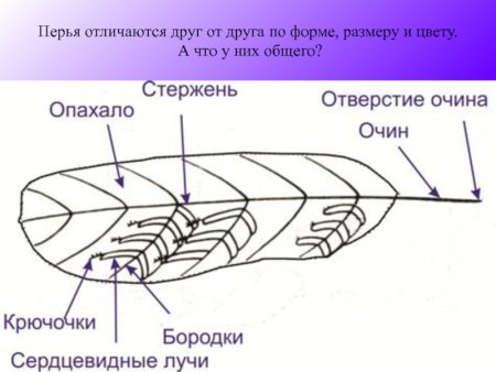 Схема строения пера птицы