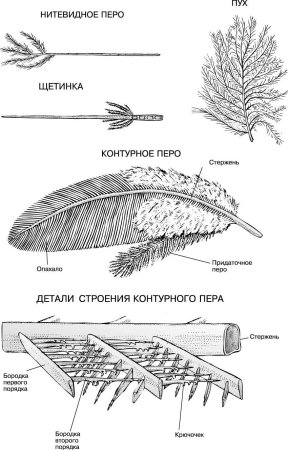 Строение контурного пера птицы