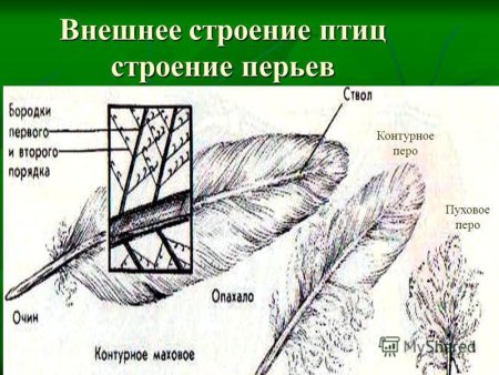 Маховое перо птицы строение