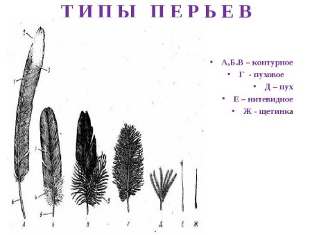 Маховое перо птицы строение