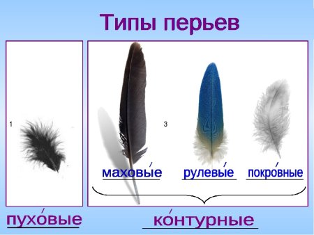 Схема перьев птиц