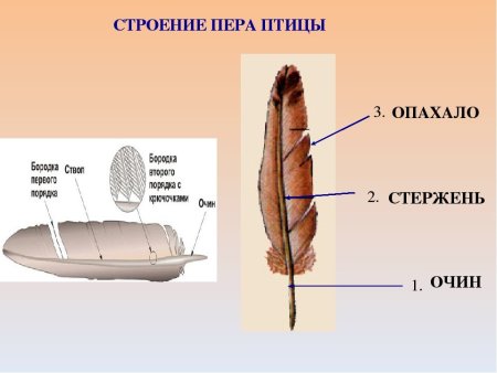 Строение пера птицы 1 класс